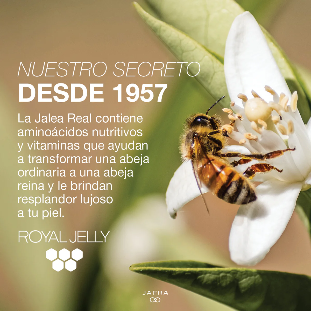 Royal Jelly Hydrating Eye Cream - Image 4