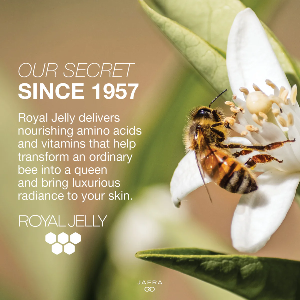 Royal Jelly Hydrating Lift Facial Serum - Image 4