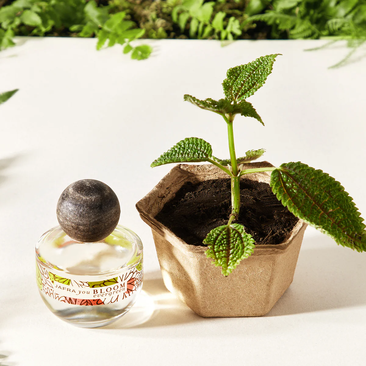 You Bloom Evergreen - Image 4